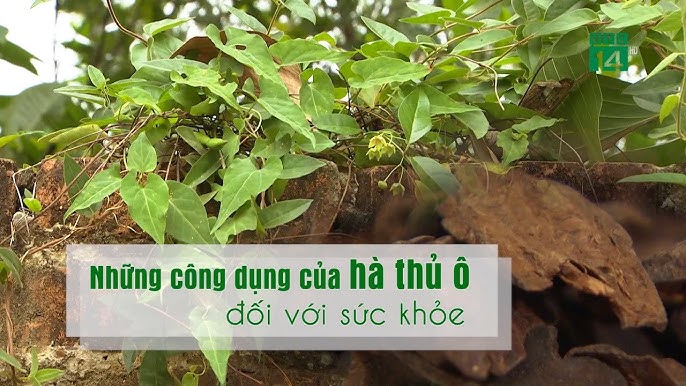 Cao hà thủ ô Bảo Hân - bí quyết làn da đẹp Cao hà thủ ô Bảo Hân - bí quyết làn da đẹp