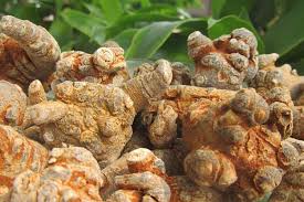 Lưu ý khi sử dụng tam thất