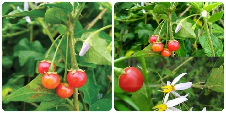 Những ai không nên uống cà gai leo