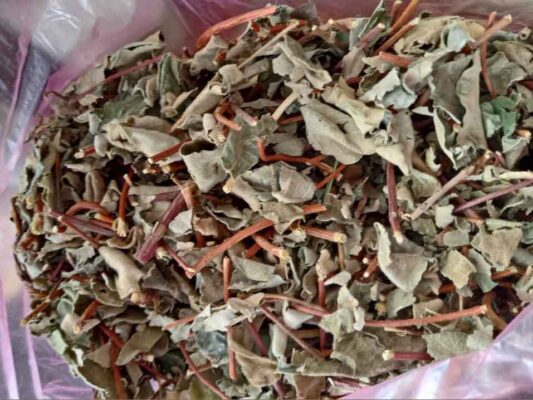 Cây hà thủ ô đỏ - 01 thảo dược quý Cây hà thủ ô đỏ - 01 thảo dược quý