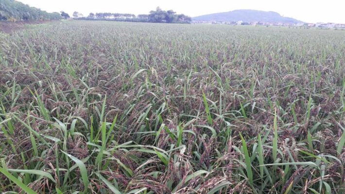 Cách nấu gạo nương tím Tây Bắc