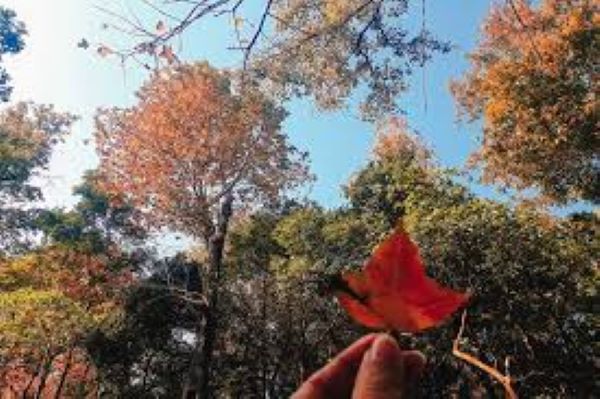 Địa điểm ngắm rừng phong lá đỏ