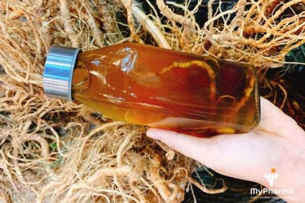 Cách ngâm Sâm đương quy đúng cách và hiệu quả