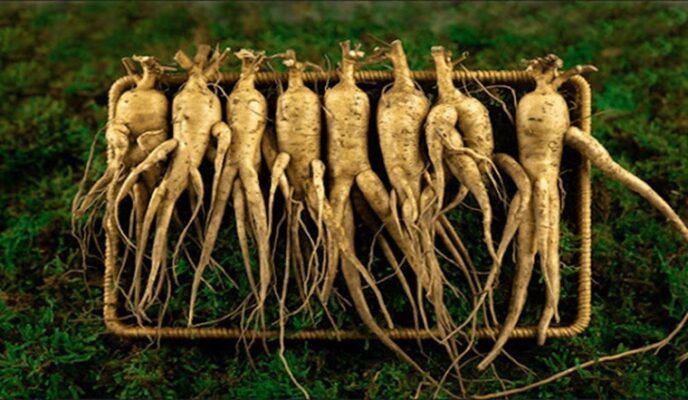 Giá sâm đương quy tươi tại Lai Châu là bao nhiêu