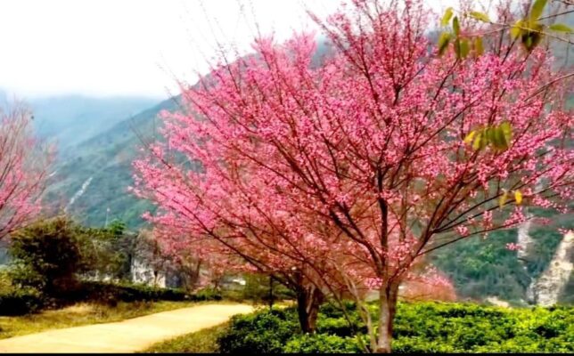 Du lịch Than Uyên ngày xuân