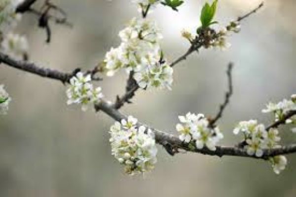 Kinh nghiệm chụp ảnh cùng hoa mận