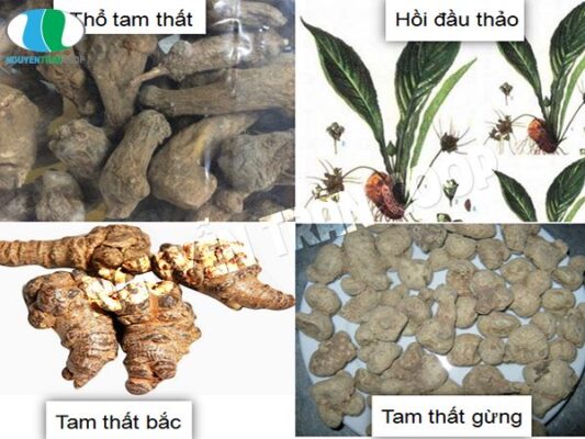 Phân biệt tam thất thật và giả