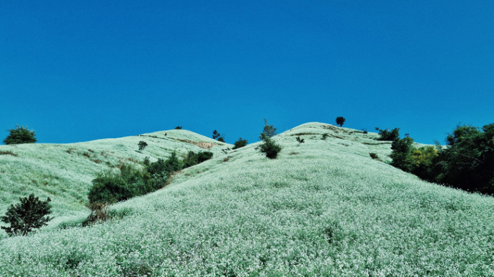 Nét đẹp tinh khôi mùa hoa cải trắng Mộc Châu