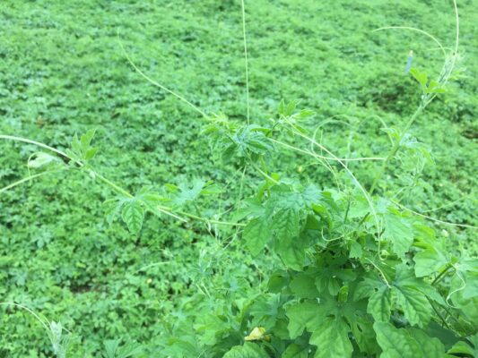 Dây khổ qua rừng có tác dụng gì?.