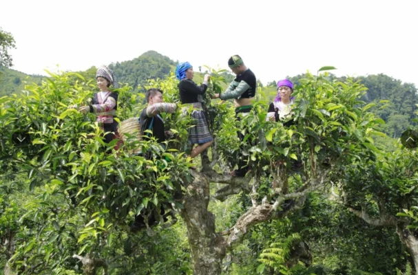 Rừng chè cổ thụ