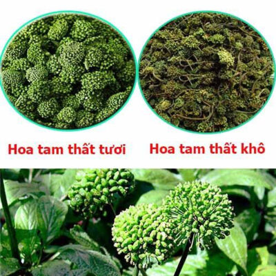 Nụ hoa tam thất khô có công dụng gì