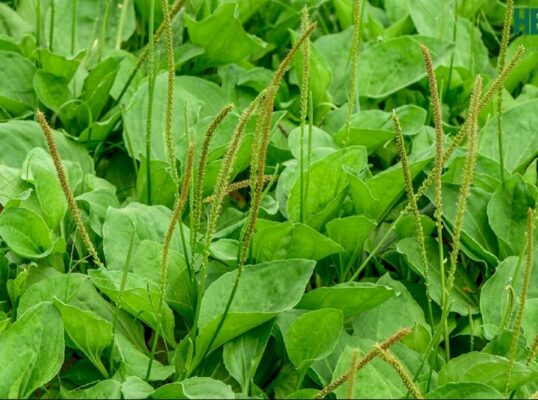 Có nên uống nhiều giảo cổ lam không