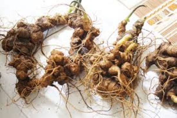 Công dụng của tam thất ngâm mật ong