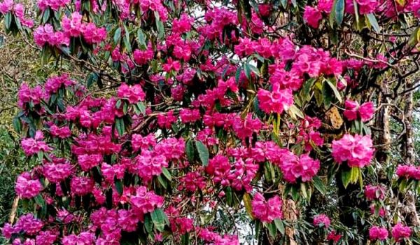 Mùa hoa đỗ quyên Tây Bắc