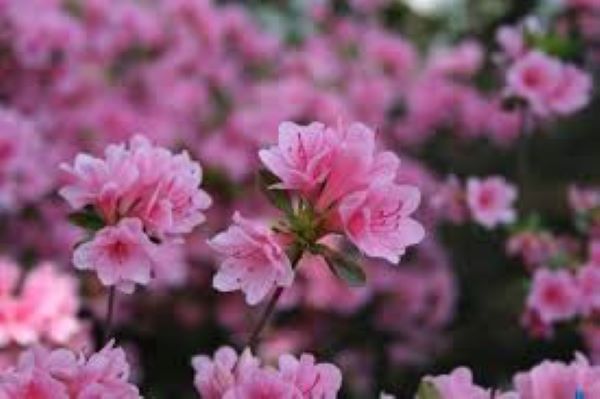 Địa điểm ngắm hoa đỗ quyên rừng Tây Bắc