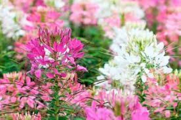 Cánh đồng hoa Túy Điệp Sapa