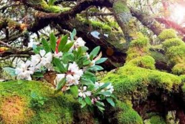 Hoa đỗ quyên rừng Tây Bắc