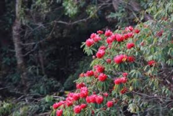 Lễ hội hoa đỗ quyên Tây Bắc