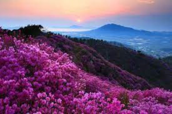 Mùa hoa đỗ quyên rừng Tây Bắc