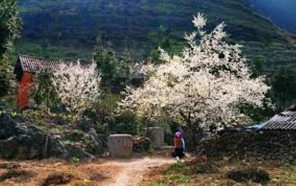 Thung lũng hoa mận