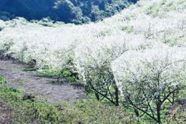 Thung lũng hoa mận