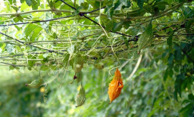 Công dụng của khổ qua rừng phơi khô là gì