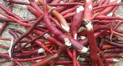Sâm cau có tác dụng gì?