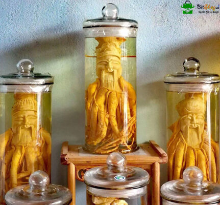 Đinh lăng ngâm rượu và cách sử dụng