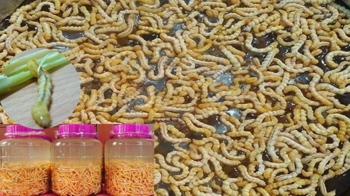 Rượu sâu chít và một số công dụng không ngờ