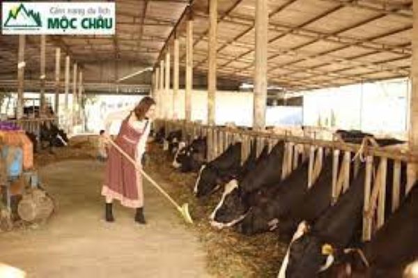 Trang trại bò sữa ở Mộc Châu