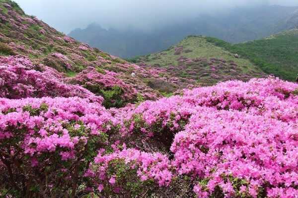 Kinh nghiệm du lịch Tây Bắc mùa hoa đỗ quyên