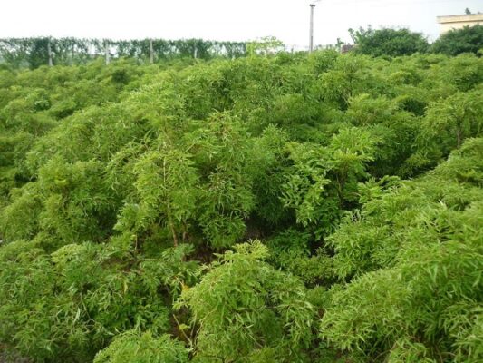 Có nên uống nhiều nước lá đinh lăng không?