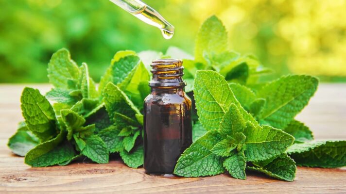 Công dụng của lá bạc hà trong chữa bệnh