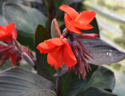 Tác dụng của củ dong riềng