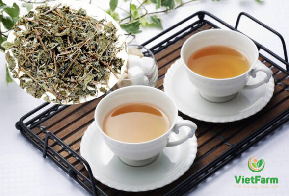 Cây xạ đen là cây gì - Tìm hiểu về loài cây có tác dụng chữa bệnh đặc biệt