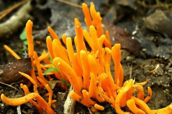 Có nên uống đông trùng hạ thảo thường xuyên không?