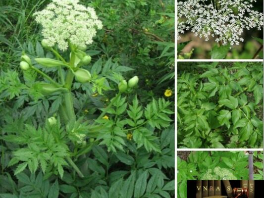 Lá sâm đương quy ăn được không