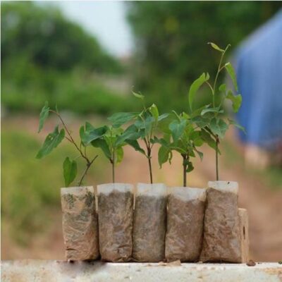 Bật mí "Phương Pháp Trồng Hà Thủ Ô Đỏ Chưa Được Tiết Lộ"