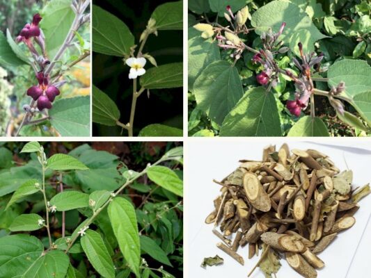 Cây an xoa là cây gì và tác dụng chữa bệnh hay không