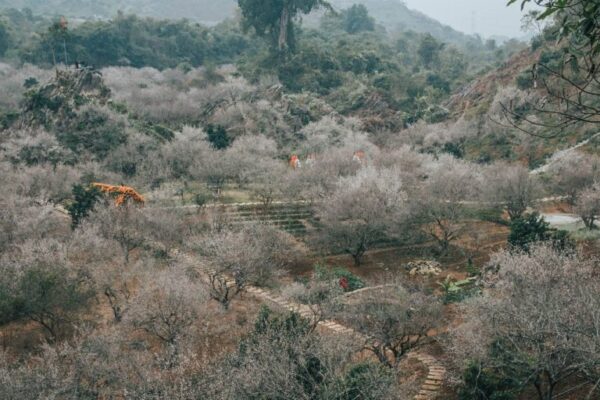 Mùa xuân về Mộc Châu ngắm hoa mơ nở trắng đồi