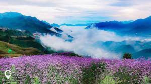 Khám phá đồi hoa tím ở Sapa