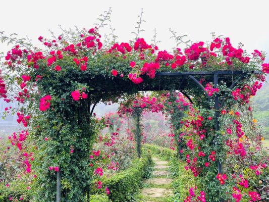 Kinh nghiệm chụp ảnh với hoa hồng