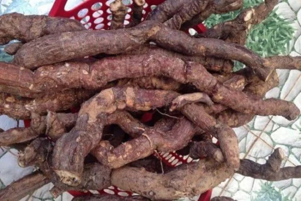 Bật mí "Phương Pháp Trồng Hà Thủ Ô Đỏ Chưa Được Tiết Lộ"