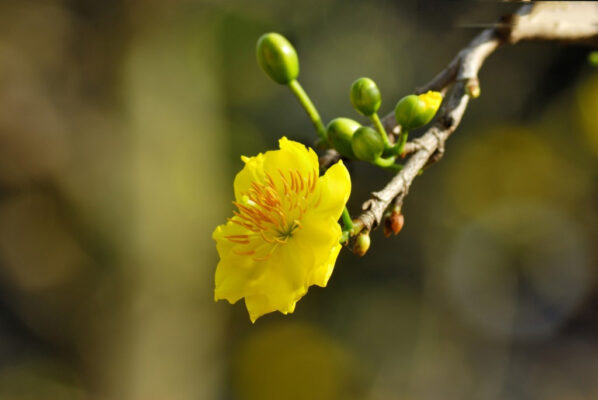 Hái lộc đầu xuân - Nghệ thuật tạo may mắn trong văn hóa Việt Nam