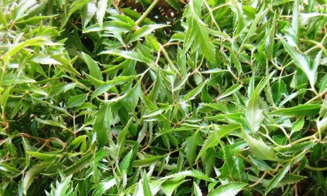 Tác dụng của lá đinh lăng đối với sức khoẻ con người