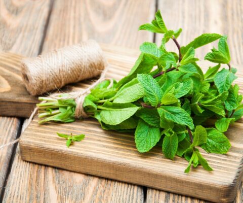 Công dụng của lá bạc hà trong chữa bệnh