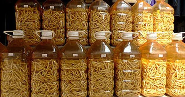 Rượu sâu chít và những người cần tránh