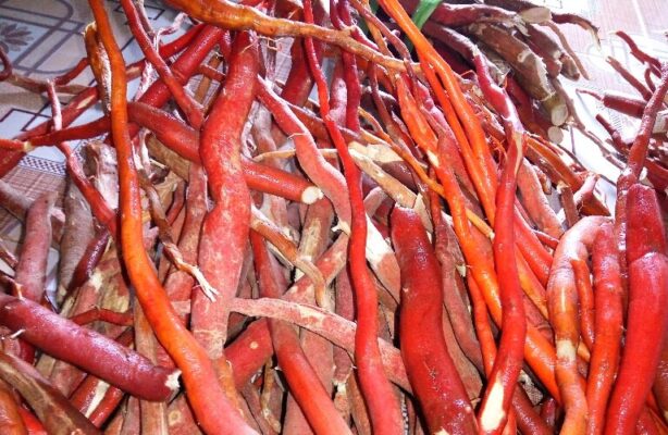 Sâm cau có tác dụng gì?