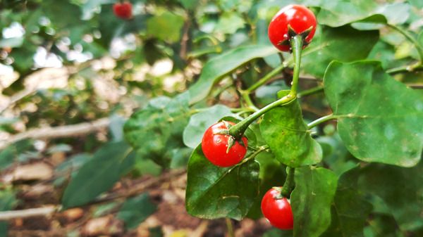 Cà gai leo và những công dụng với sức khỏe