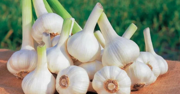 Những ai không nên ăn nhiều tỏi: Tác hại và lời khuyên